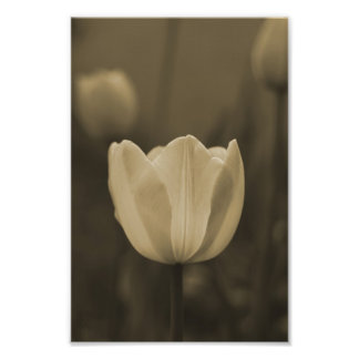 Fotografía de una sola flor de tulipán imprimir to