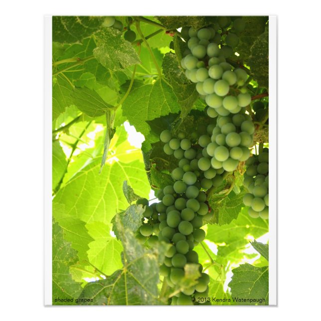 Fotografía de Uvas a la Sombra (Frente)