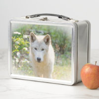 Fotografía de vida silvestre, lobo gris canadiense