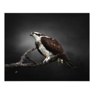 Fotografía de vida silvestre retrato de águila pes