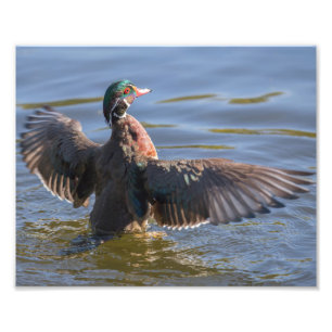 Fotografía de Wings Wings de Wood Duck