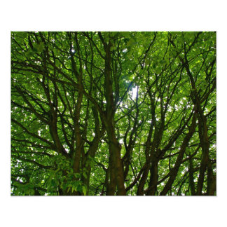 Fotografía del árbol verde loco