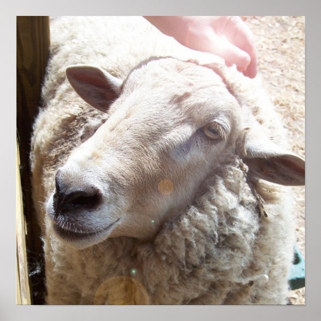 Fotografía del Arte Cristiano del Buen Pastor (Frente)