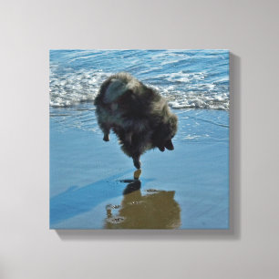 Fotografía del Ballet Keeshond - Arte de Perro Ori