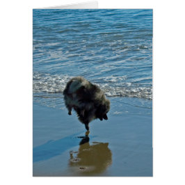 Fotografía del Ballet Keeshond - Arte de Perro Ori