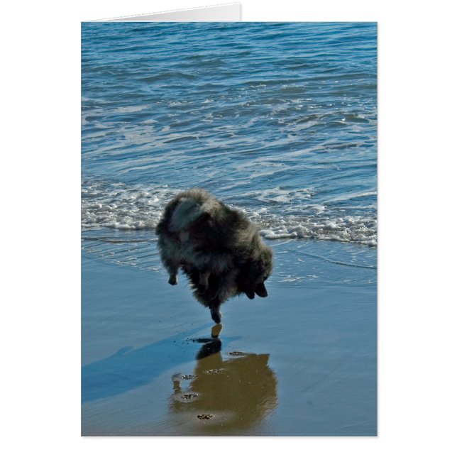 Fotografía del Ballet Keeshond - Arte de Perro Ori (Frente)