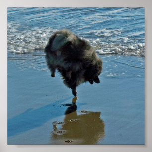 Fotografía del Ballet Keeshond - Arte de Perro Ori