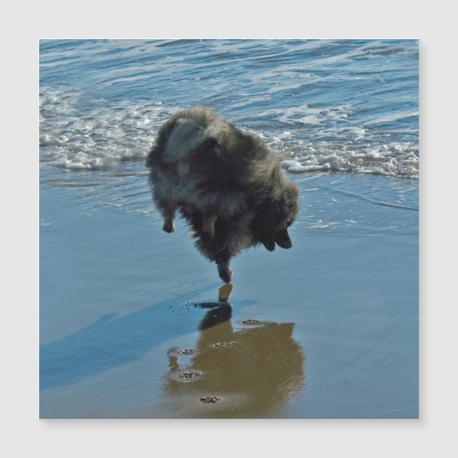 Fotografía del Ballet Keeshond - Arte de Perro Ori (Anverso)