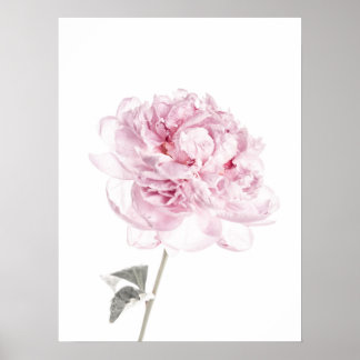 Fotografía del Bella Artes de arte peony Print Peo
