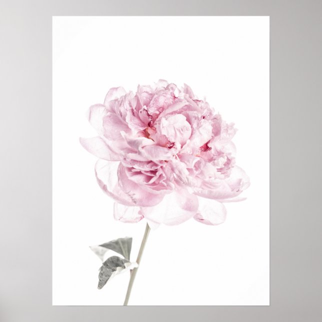 Fotografía del Bella Artes de arte peony Print Peo (Frente)