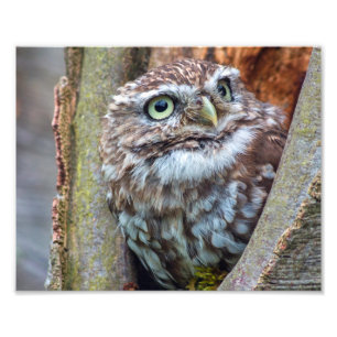 fotografía del búho