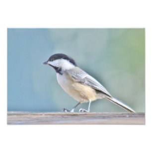 Fotografía del Chickadee