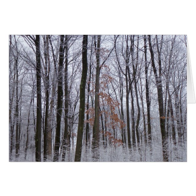 Fotografía del paisaje invernal de la nieve desech (Anverso (Horizontal))