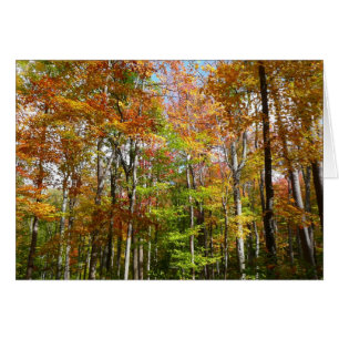 Fotografía del paisaje otoñal del bosque otoñal II