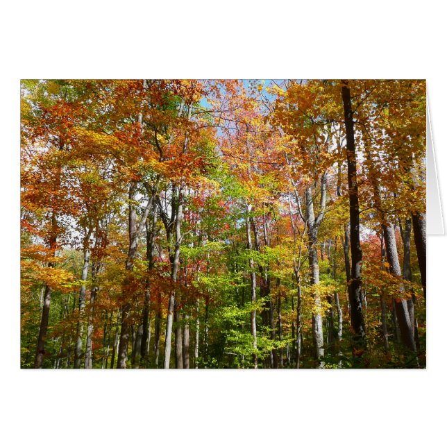 Fotografía del paisaje otoñal del bosque otoñal II (Anverso (Horizontal))