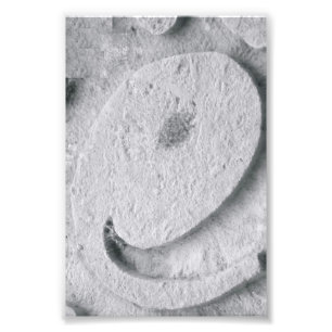 Fotografía E4 4x6 blanco y negro de la letra del