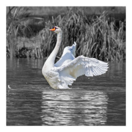 Fotografía en blanco y negro de cisne