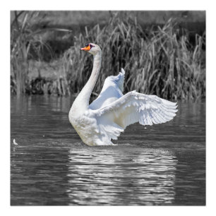 Fotografía en blanco y negro de cisne