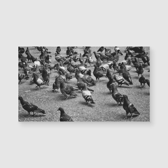 Fotografía en blanco y negro de muchas palomas (Anverso)