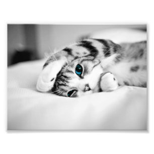 Fotografía en blanco y negro de un gato