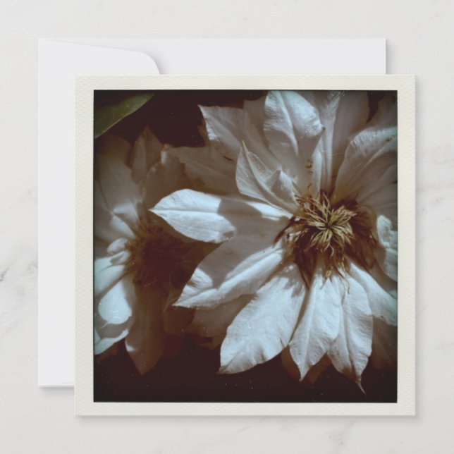 Fotografía floral de Clematis 2 Invitación funerar (Anverso)