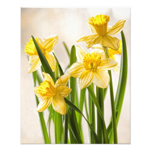 Fotografía floral:  Narcisos amarillos de la