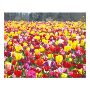 Fotografía floral naturaleza Tulipán Flores arte