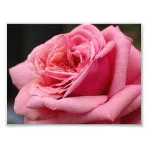 Fotografía floral Rosa I Bonito