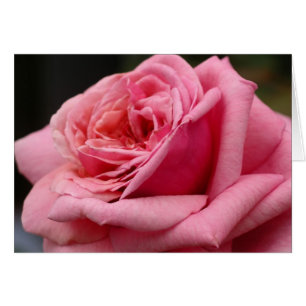 Fotografía floral Rosa I Bonito