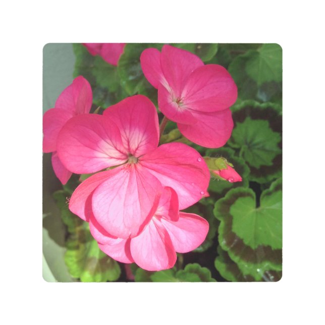 Fotografía floral rosa moderna arte mural Metaliza (Anverso)