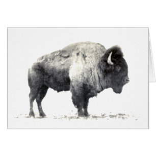 Fotografía histórica de American Bison
