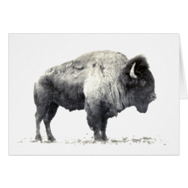 Fotografía histórica de American Bison (Anverso (Horizontal))