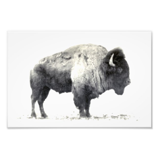 Fotografía histórica del bisonte americano (Frente)