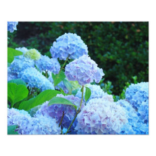 Fotografía Impresiones de arte decorativo floral H