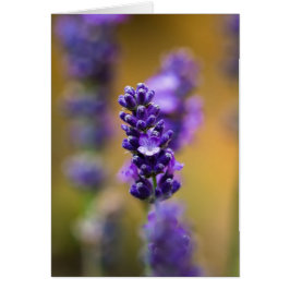 Fotografía macro de flor de lavanda