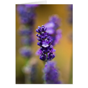 Fotografía macro de flor de lavanda