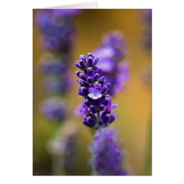 Fotografía macro de flor de lavanda (Frente)