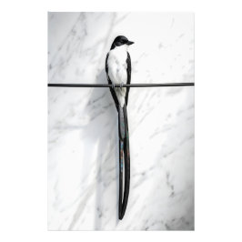 Fotografía minimalista de pájaro en alambre