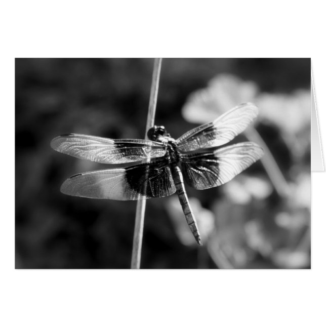 Fotografía negra y blanca de la libélula de la (Anverso (Horizontal))
