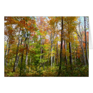 Fotografía paisajística de otoño en el bosque otoñ