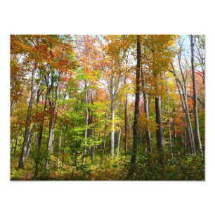 Fotografía paisajística de otoño en el bosque otoñ