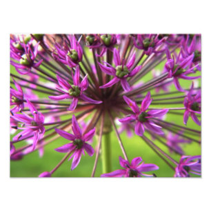 Fotografía púrpura de la flor