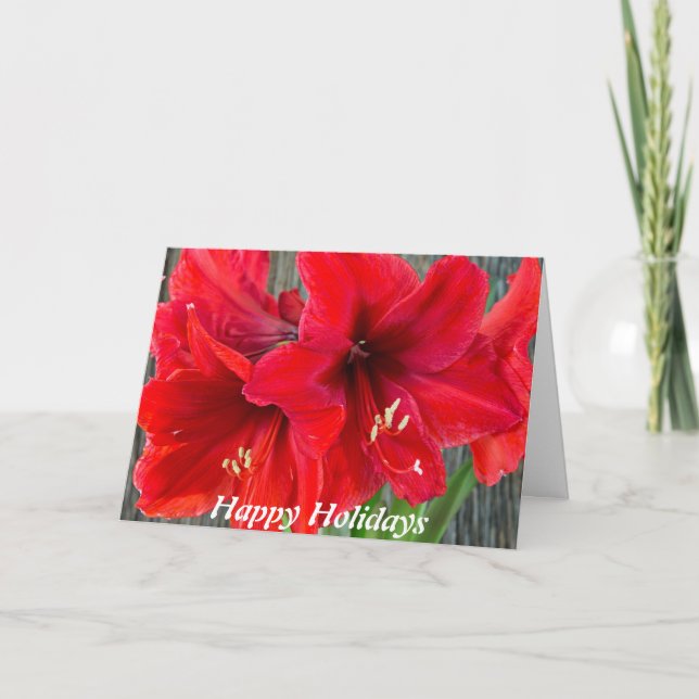 Fotografía roja del amaryllis en tarjeta de (Anverso)