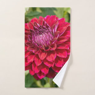 Fotografía rosa de Dahlia, flor canadiense