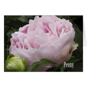 Fotografía rosada del Peony