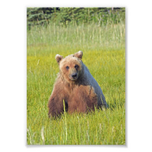 Fotografía satina del oso pardo las 5 horas del dí