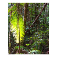 fotografía selva tropical verde deja Australia
