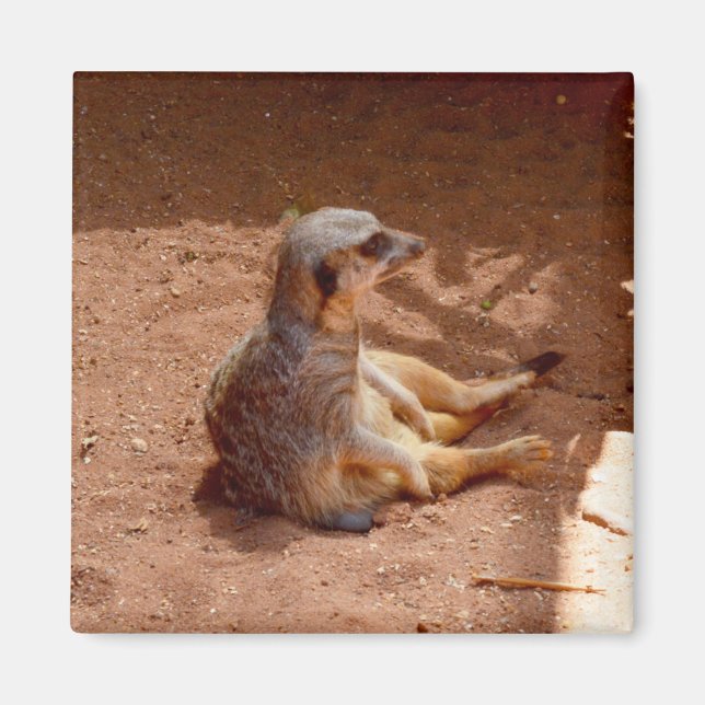 Fotografía sentada en Meerkat, imán fridge (Frente)