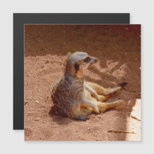 Fotografía sentada en Meerkat, tarjeta magnética