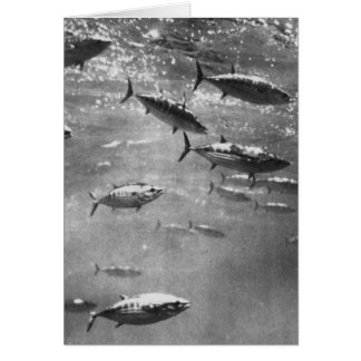 fotografia_subacuatica_blanco_y_negro_de_atunes_tarjeta_de_felicitacion-r72c97819771445d2a43c15989c3bbc28_xvuat_8byvr_324.jpg